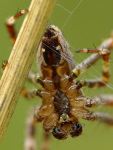 Araneus diadematus, male  3725