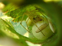 Enoplognatha ovata/latimana, female  3758
