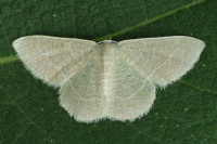 Phaiogramma etruscaria  3899