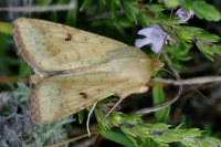 Helicoverpa armigera, male  3923