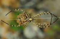Argiope lobata, female  3935