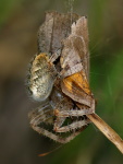 Araneus diadematus + Maniola jurtina, with pray  3939