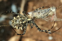 Argiope lobata, female with prey  3940