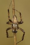 Neoscona byzanthina, male  3949