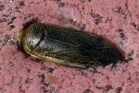Corixidae sp.