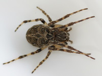 Larinioides sclopetarius, female  4057