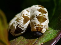 Tenthredo vespa, larva  4150