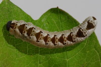 Tenthredo vespa, larva  4151