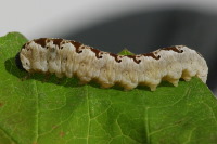 Tenthredo vespa, larva  4152