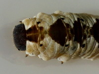 Tenthredo vespa, larva  4153