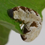 Tenthredo vespa, larva  4154
