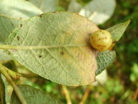 Pontania sp., plant gall  4270