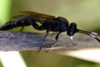 Coelichneumon cf. cyaniventris, female  4278