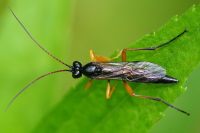 Ichneumonidae, male  4294