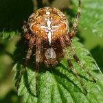 Araneus diadematus, female  4317