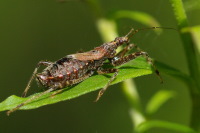 Himacerus mirmicoides, female  4329