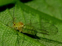 Aphididae sp.  4388
