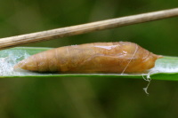 Hesperiidae, host pupa  4406