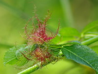 Diplolepis rosae, plant gall  4409