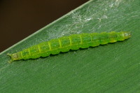 Ypsolopha sp., Raupe  4574