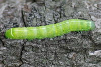 Orthosia cerasi, caterpillar  4577