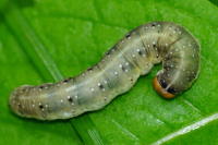 Achlya flavicornis, caterpillar  4578