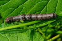 Phigalia pilosaria, caterpillar  4582