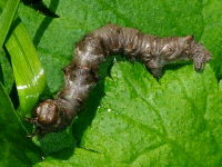 Phigalia pilosaria, caterpillar  4583
