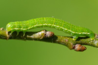Epirrita sp., caterpillar  4685
