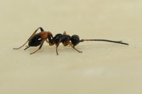 Gelis cf. discedens, female  4748