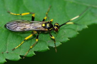 Hepiopelmus variegatorius, weiblich  4852