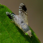 Trupanea amoena, female  4902