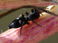 Poecilochroa/Aphantaulax sp., weiblich  4927