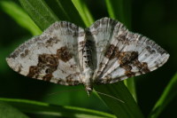 Xanthorhoe montanata, female  5072