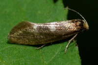 Incurvaria pectinea, weiblich  5075