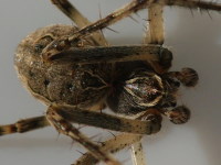 Larinioides sclopetarius, männlich  5124