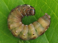 Eupsilia transversa, caterpillar  5244