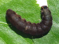 Eupsilia transversa, caterpillar  5245