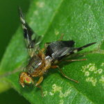Philophylla caesio, female  5332