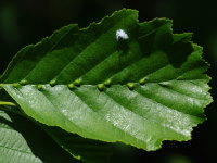 Eriophyes inangulis, plant galls  5380