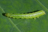 Plusiinae sp., caterpillar  5407