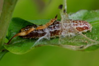 Tortricodes alternella, caterpillar  5497