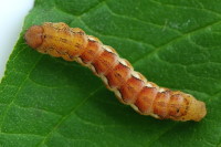 Erannis defoliaria, caterpillar  5498