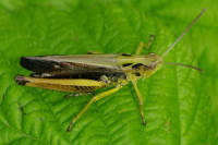 Omocestus viridulus, male  5632