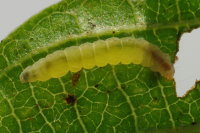 Bucculatrix cf.  frangutella (Frangula alnus), caterpillar  5698