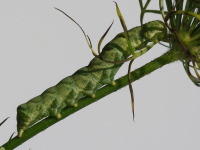 Melanchra persicariae, caterpillar  5705