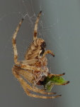 Larinioides cornutus, female with prey  5721