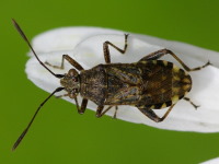 Stictopleurus sp., männlich  5740