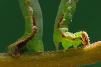 Eupithecia exiguata, caterpillar  5759