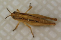 cf. Aiolopus thalassinus, Nymphe  5801